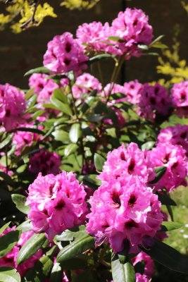 Rhododendron - pěnišník - květy (2)